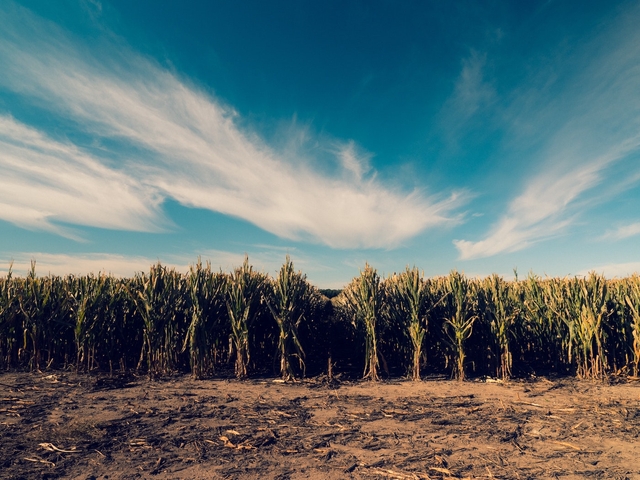 Corn field